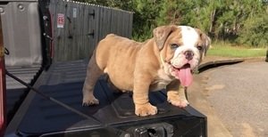 Schattige 10 weken oude Engelse bulldog-puppy's voor adoptie - 0