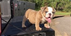 Schattige 10 weken oude Engelse bulldog-puppy's voor adoptie