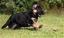 Duitse herderpuppies klaar voor adoptie - 0 - Thumbnail