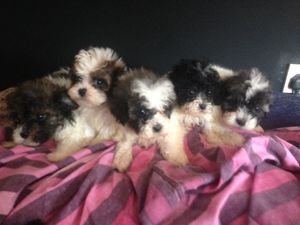Nestje Shih Tzu-puppy's nu klaar voor adoptie - 0