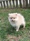 Theekopje Pommerse puppy's voor adoptie - 0 - Thumbnail