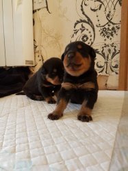 Rottweiler-puppy's beschikbaar voor adoptie - 0