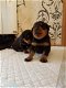 Rottweiler-puppy's beschikbaar voor adoptie - 0 - Thumbnail