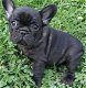 Rasechte Franse bulldog-puppy's voor adoptie - 0 - Thumbnail