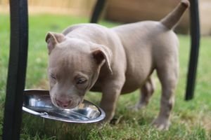 Amerikaanse bulldog pup voor adoptie - 0