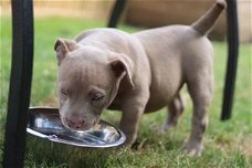 Amerikaanse bulldog pup voor adoptie