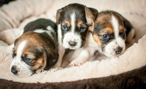 Beagle-puppy's voor adoptie - 0
