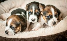 Beagle-puppy's voor adoptie