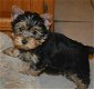 Mooie Yorkshire Terrier-puppy's beschikbaar voor adoptie - 0 - Thumbnail