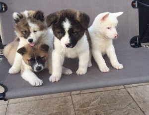 Prachtige Akita Pups voor adoptie - 0