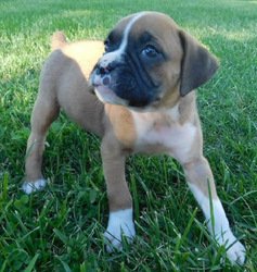 Fawn Boxer puppy voor adoptie - 0