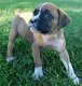 Fawn Boxer puppy voor adoptie - 0 - Thumbnail