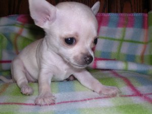 De kleinste mini chihuahua-puppy's voor adoptie - 0