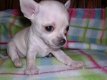 De kleinste mini chihuahua-puppy's voor adoptie - 0 - Thumbnail