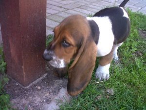 Pure Bred Basset Hound-puppy's voor adoptie - 0