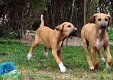 Beroemde Azawakh-puppy's voor adoptie - 0 - Thumbnail