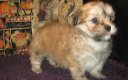 Faithful Lhasa Apso Puppies voor adoptie - 0 - Thumbnail