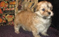 Faithful Lhasa Apso Puppies voor adoptie