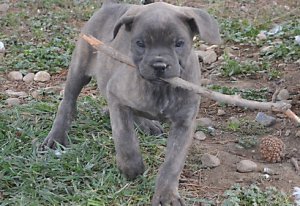 Fantastische Cane Corso Italiano-puppy's voor adoptie - 0