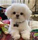 Zoete charmante Maltese puppy's - 0 - Thumbnail