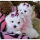 Zoete charmante Maltese puppy's - 0 - Thumbnail