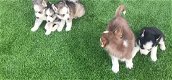 Rasechte Siberische Husky-puppy's - 0 - Thumbnail