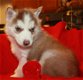 Rasechte Siberische Husky-puppy's - 0 - Thumbnail