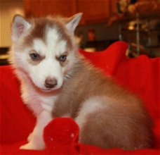 Rasechte Siberische Husky-puppy's