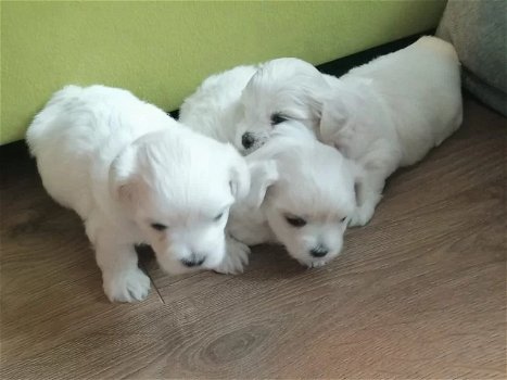 Twee theekopje Maltese puppy's hebben een nieuw gezin nodig - 0