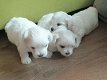 Twee theekopje Maltese puppy's hebben een nieuw gezin nodig - 0 - Thumbnail