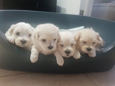 Twee theekopje Maltese puppy's hebben een nieuw gezin nodig - 1