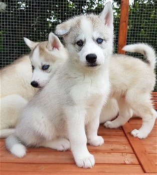 Zoete Siberische Husky-puppy's - 0