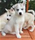 Zoete Siberische Husky-puppy's - 0 - Thumbnail