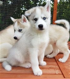 Zoete Siberische Husky-puppy's