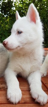 Zoete Siberische Husky-puppy's - 1