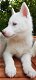 Zoete Siberische Husky-puppy's - 1 - Thumbnail