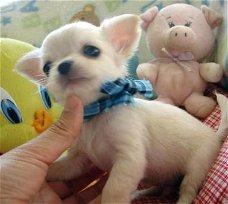 Chihuahua-puppy's voor herplaatsing