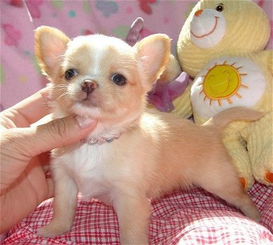 Chihuahua-puppy's voor herplaatsing - 1