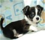 Chihuahua-puppy's voor herplaatsing - 0 - Thumbnail