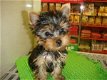 Zeer kleine theekopje Yorkie-puppy's nu beschikbaar - 0 - Thumbnail
