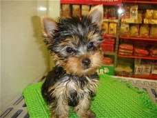 Zeer kleine theekopje Yorkie-puppy's nu beschikbaar