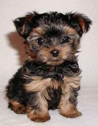 Zeer kleine theekopje Yorkie-puppy's nu beschikbaar - 0