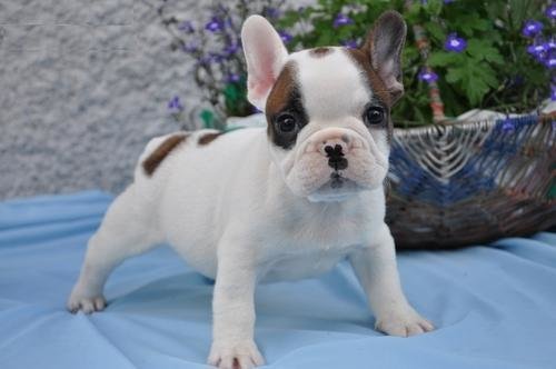 Getrainde Franse Bulldog-puppy's - 0