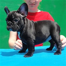 Getrainde Franse Bulldog-puppy's