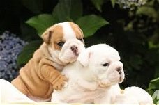 Engelse Bulldog-puppy's voor adoptie