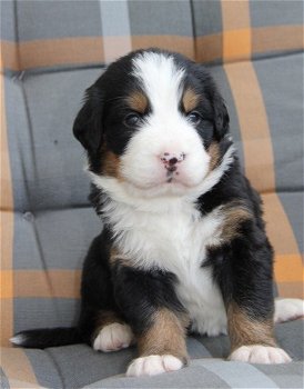 Mooie Berner Sennen Puppies ter adoptie - 0