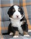 Mooie Berner Sennen Puppies ter adoptie - 0 - Thumbnail