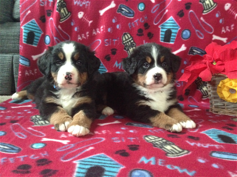 Mooie Berner Sennen Puppies ter adoptie - 0