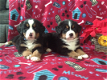 Mooie Berner Sennen Puppies ter adoptie - 0 - Thumbnail