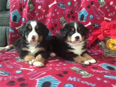 Mooie Berner Sennen Puppies ter adoptie